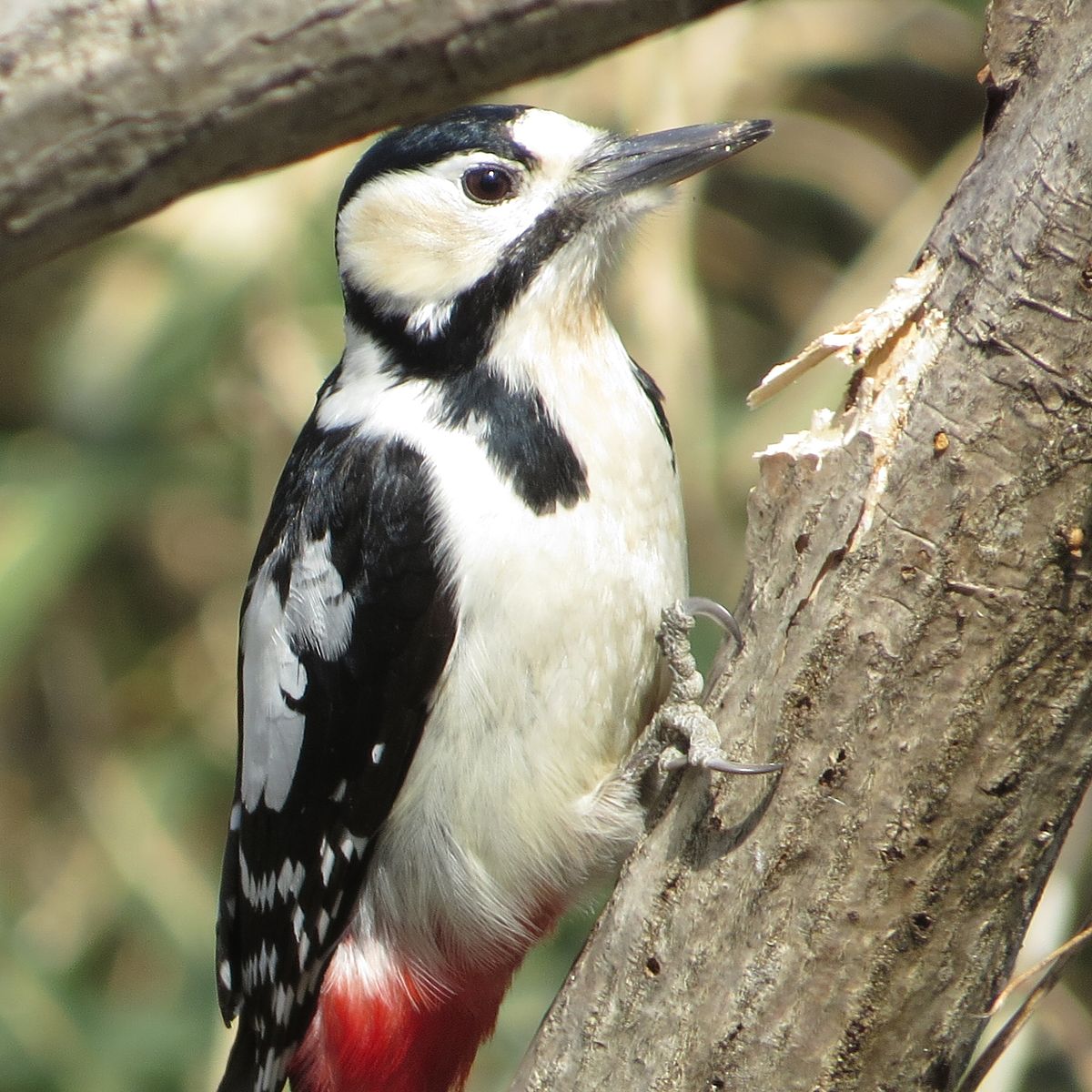 きつつき会(正式名称:特定非営利活動法人 心身障害児者療育会きつつき会)は、
