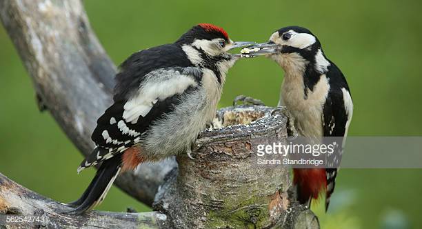 ショートステイ